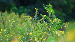 月見草の野辺　１
