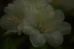 庭の石楠花３