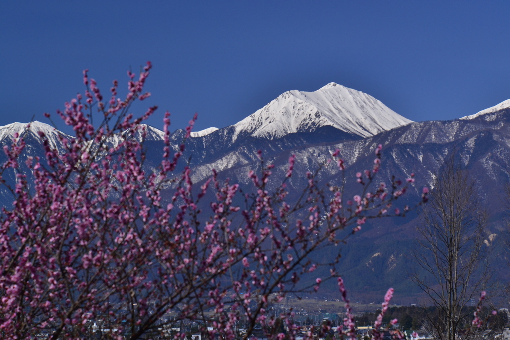 紅梅と常念岳　常念岳四景