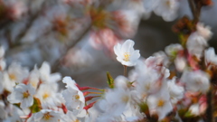 覗き見