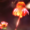 輝く夏子