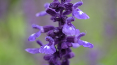 花づくし　青いサルビア