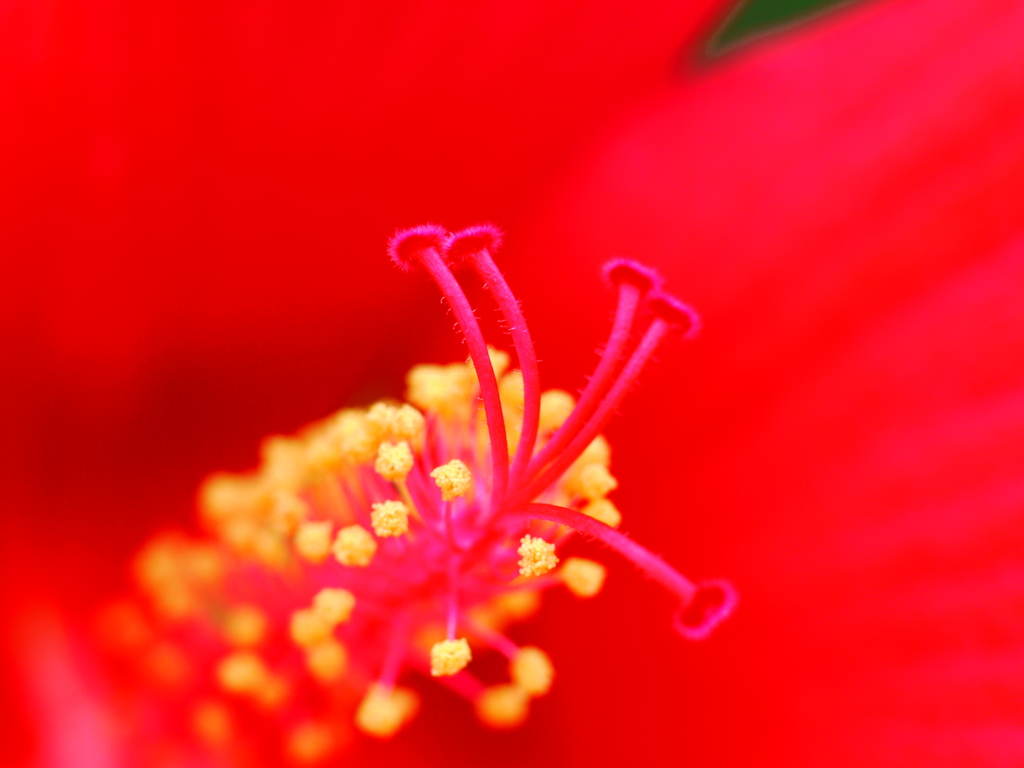 真紅の花