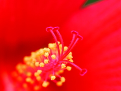 真紅の花