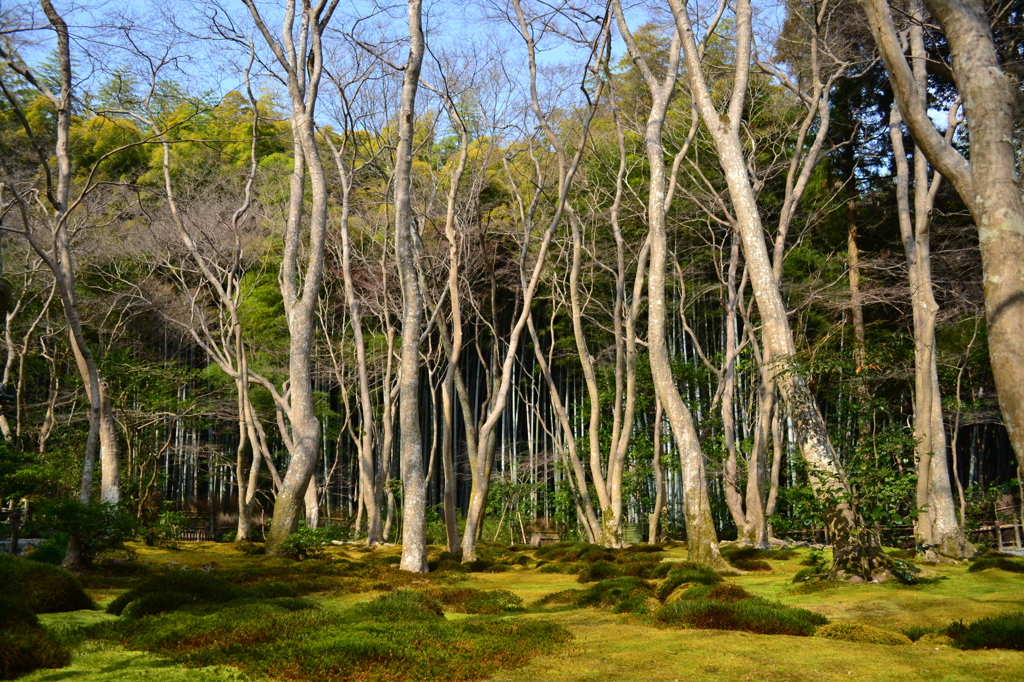 苔むす庭　（祇王寺）