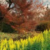 晩秋に咲く　(フィルムスナップ）