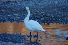 見帰る　美しき白鳥の日々