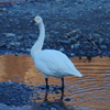 見帰る　美しき白鳥の日々