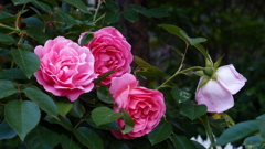 薔薇の園　２