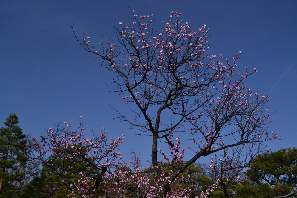 碧空と桜