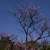 碧空と桜