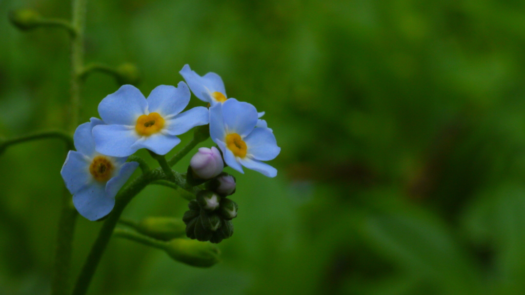 お誕生日おめでとうございます（No　500）
