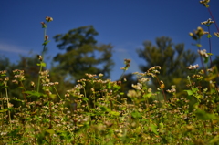 色づく蕎麦の花