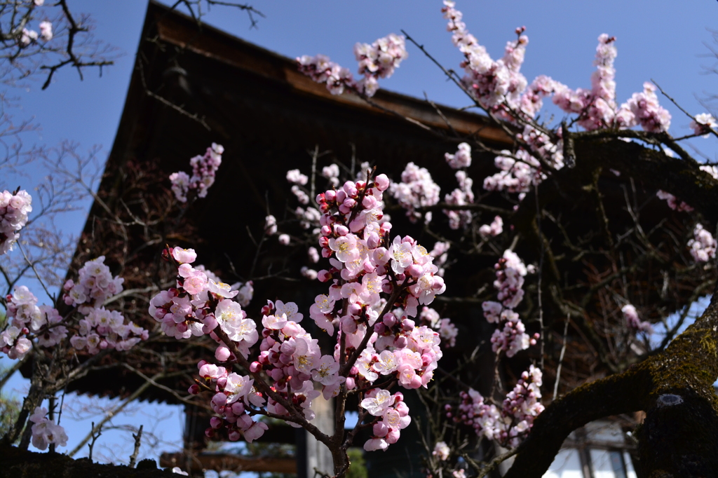 桜と鐘楼