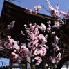 桜と鐘楼