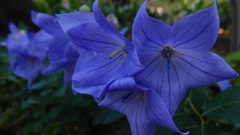 「押すな押すな・・・」我が家の庭シリーズ３