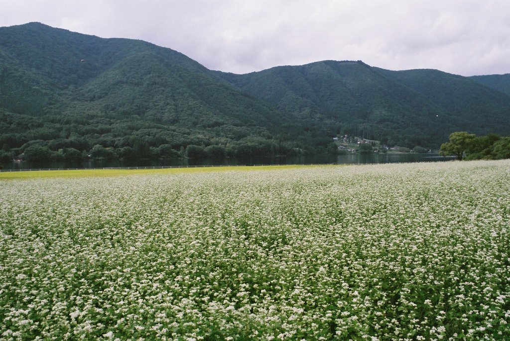 蕎麦畑　（フィルムスナップ）