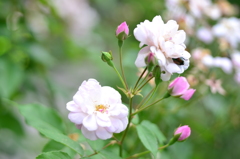 秋の薔薇