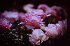 薄紅色の吐息　(フィルムスナップ)