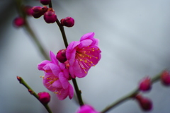 紅梅　２