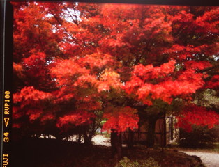 最後の輝き　（フィルムの残像）