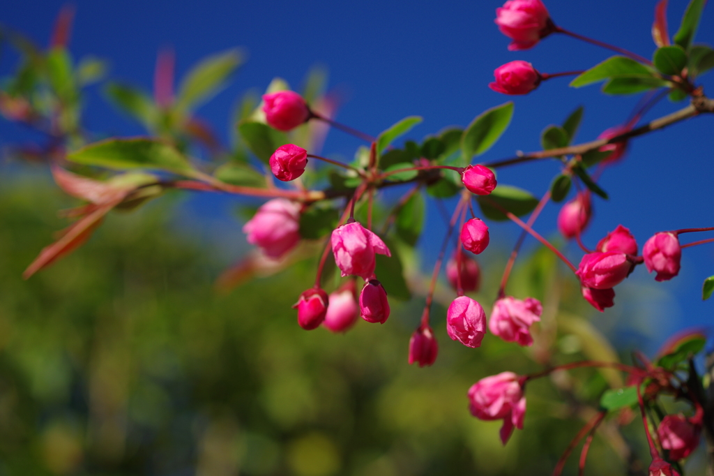 青空のもと　花海棠　３