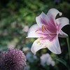 薫り高く・・・