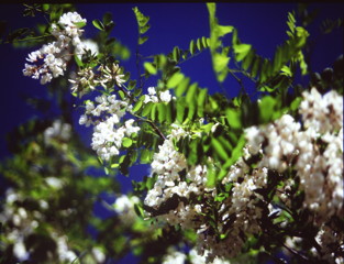 白い花と碧空　（フィルムの残像）