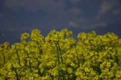 菜の花畑