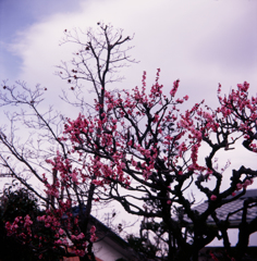 昔の光１（フィルムの残像）