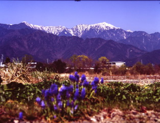 春の訪れ　（フィルムの残像）