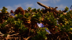 枯れ草の陰に　