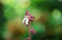 庭の花　（フィルムスナップ）