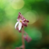 庭の花　（フィルムスナップ）