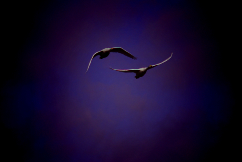 飛翔（白鳥物語　４）
