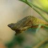 metamorphose２