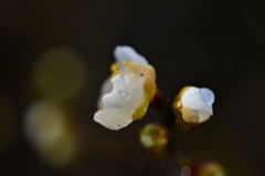 小さな開花　（庭の梅５）