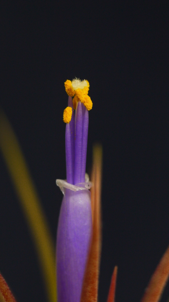 チランジア・イオナンタ７