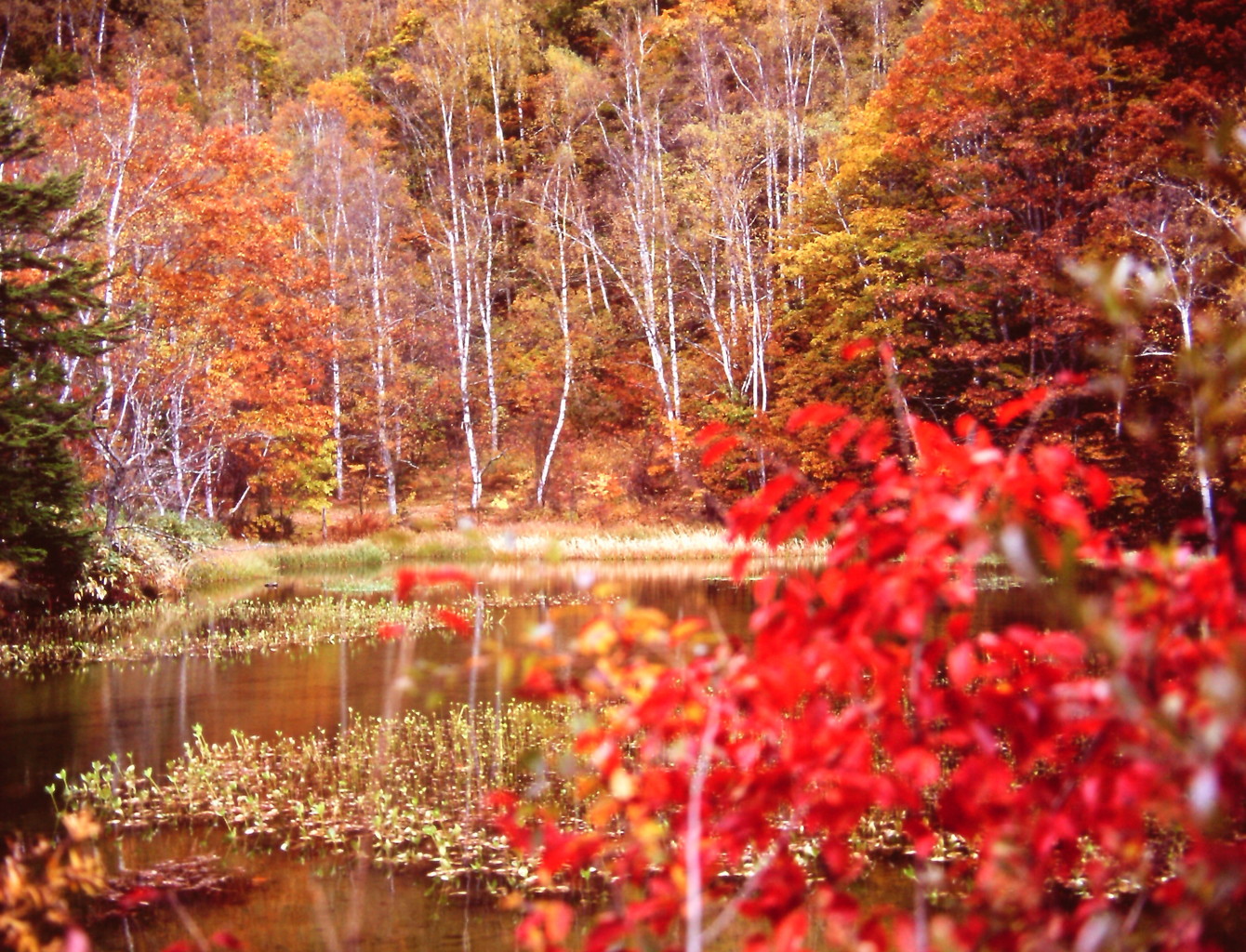 紅の饗宴　（フィルムの残像）