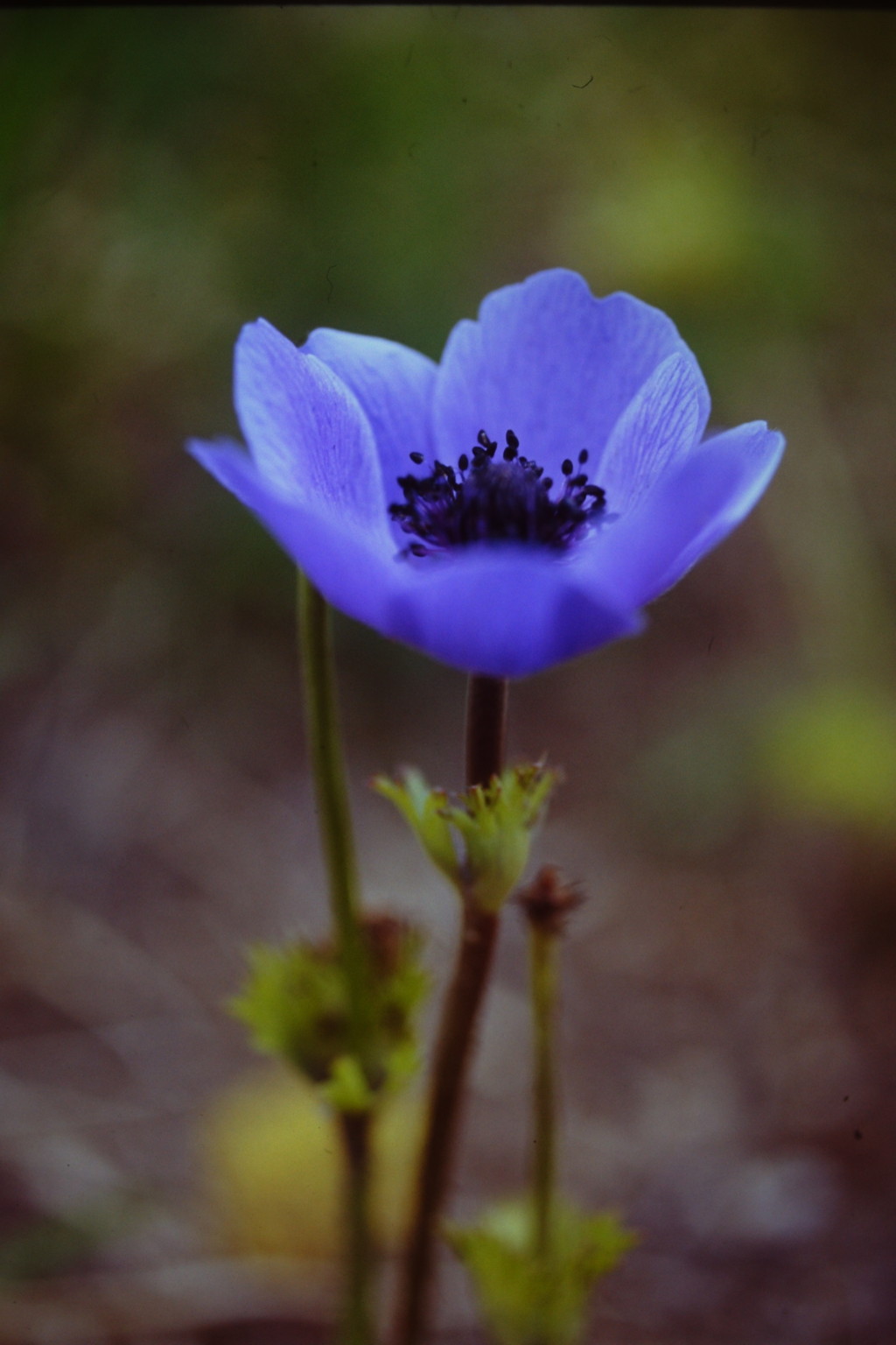 碧い花見つけた　（フィルムスナップ）