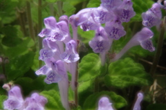 立浪草 3 立浪草 3