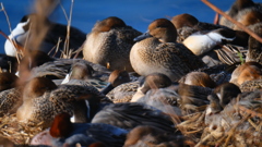 水鳥たちの営み　２