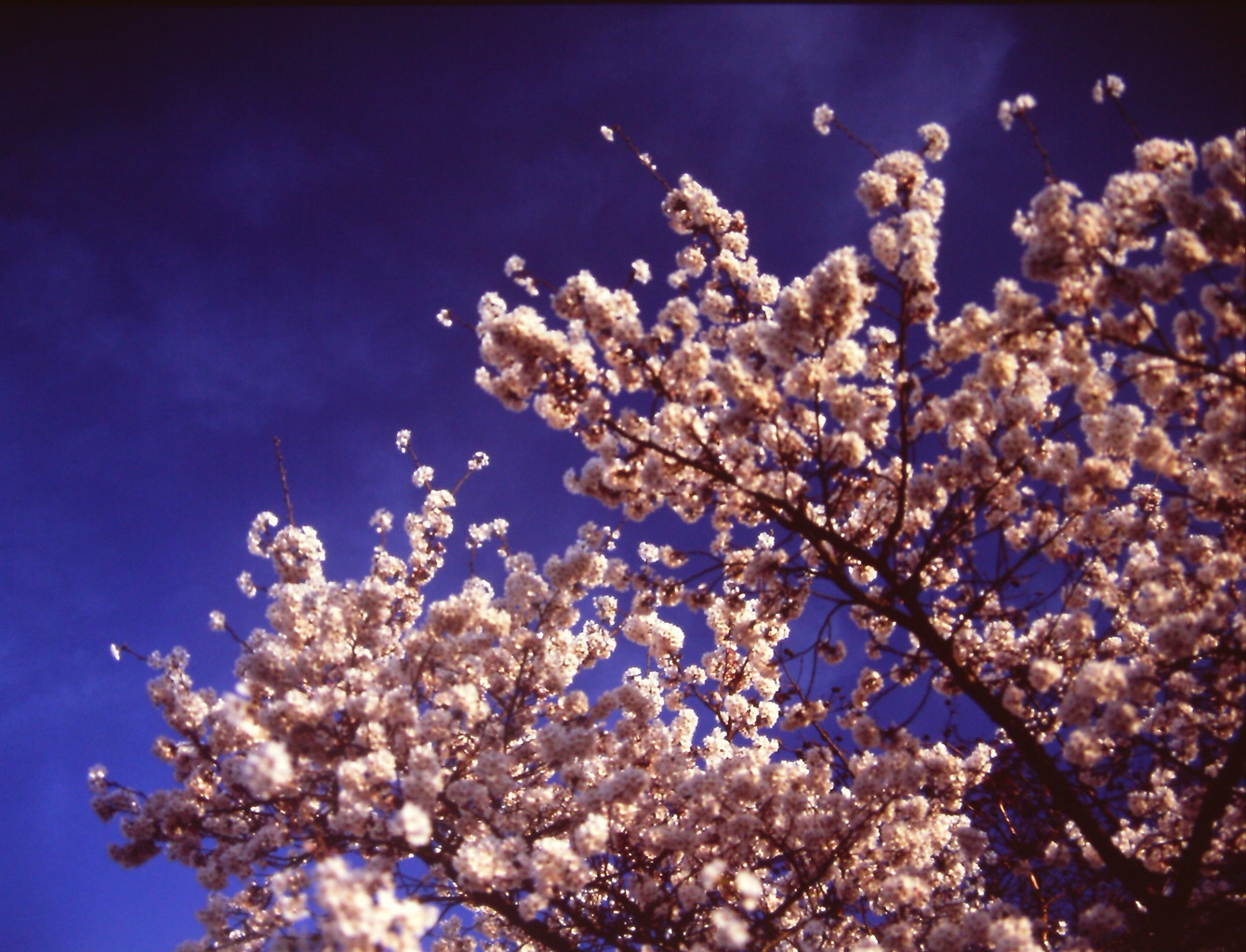 桜の日
