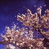 桜の日