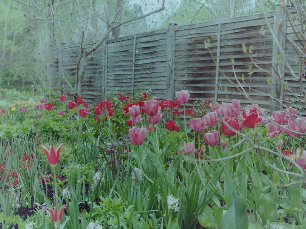 チューリップ咲く花園　（フィルムの残像　２）