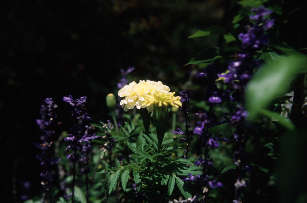 花を愛でる（フィルムスナップ３）