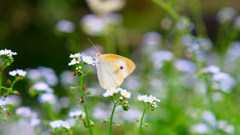 勿忘草の園