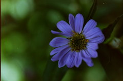 庭の花　(フィルムスナップ)
