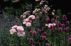 花を愛でる（フィルムスナップ２）