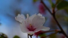 対残花思昔